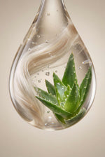Aloe Vera — ingrédient bio de la Brume Parfumée Corps & Cheveux Écrin d'Or
